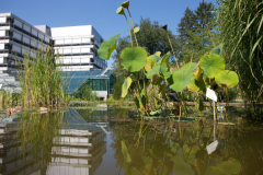 In der Außenanlage befinden sich Blumen, Gräser und auch ein Teich © P. Mesenholl 2009