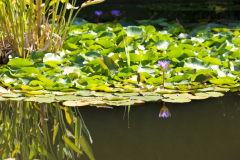 Teich mit Seerosen © P. Mesenholl 2009